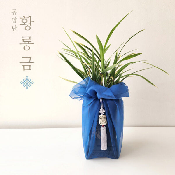 황룡금 보자기난