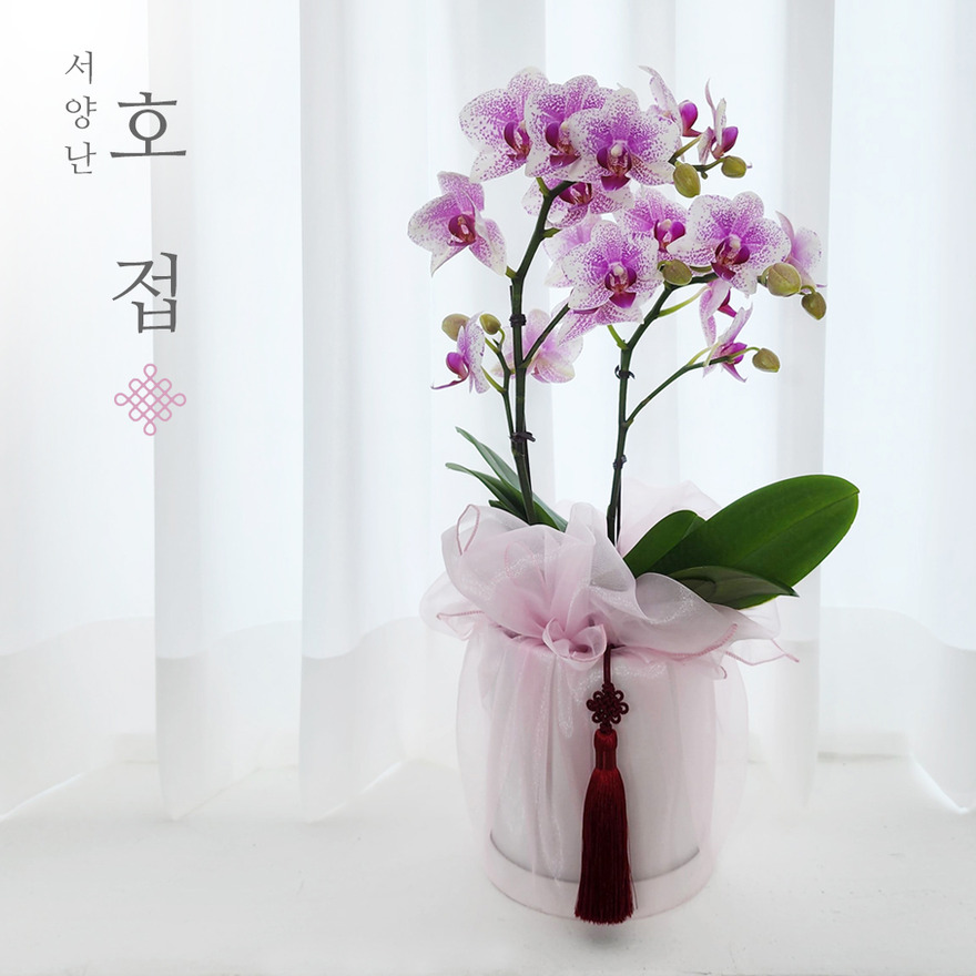 wg1051_01-1 상세이미지