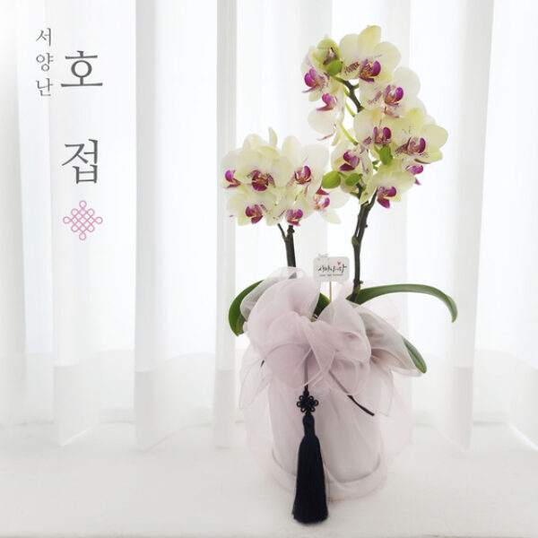 연노랑호접 보자기난