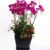 Luxury flower pot, Western orchid, 1m30cm