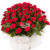 100 red roses, 100 roses