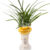 Oriental orchid 1