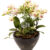What is mini phalaenopsis
