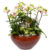 What is a mixed mini phalaenopsis