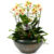 Phalaenopsis