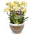 Phalaenopsis f9100