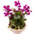 Mini phalaenopsis air purifying plant