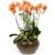 Western orchid 11 – phalaenopsis