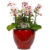 What is white phalaenopsis