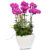 Phalaenopsis red