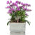 Phalaenopsis f3001
