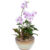 Light pink phalaenopsis (popular item)
