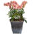 Phalaenopsis (orange) 6