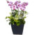 Phalaenopsis (advanced grade)