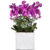 Pink Orchids – Premium (VIP)