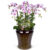 Light pink phalaenopsis