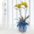 I can’t see the yellow phalaenopsis